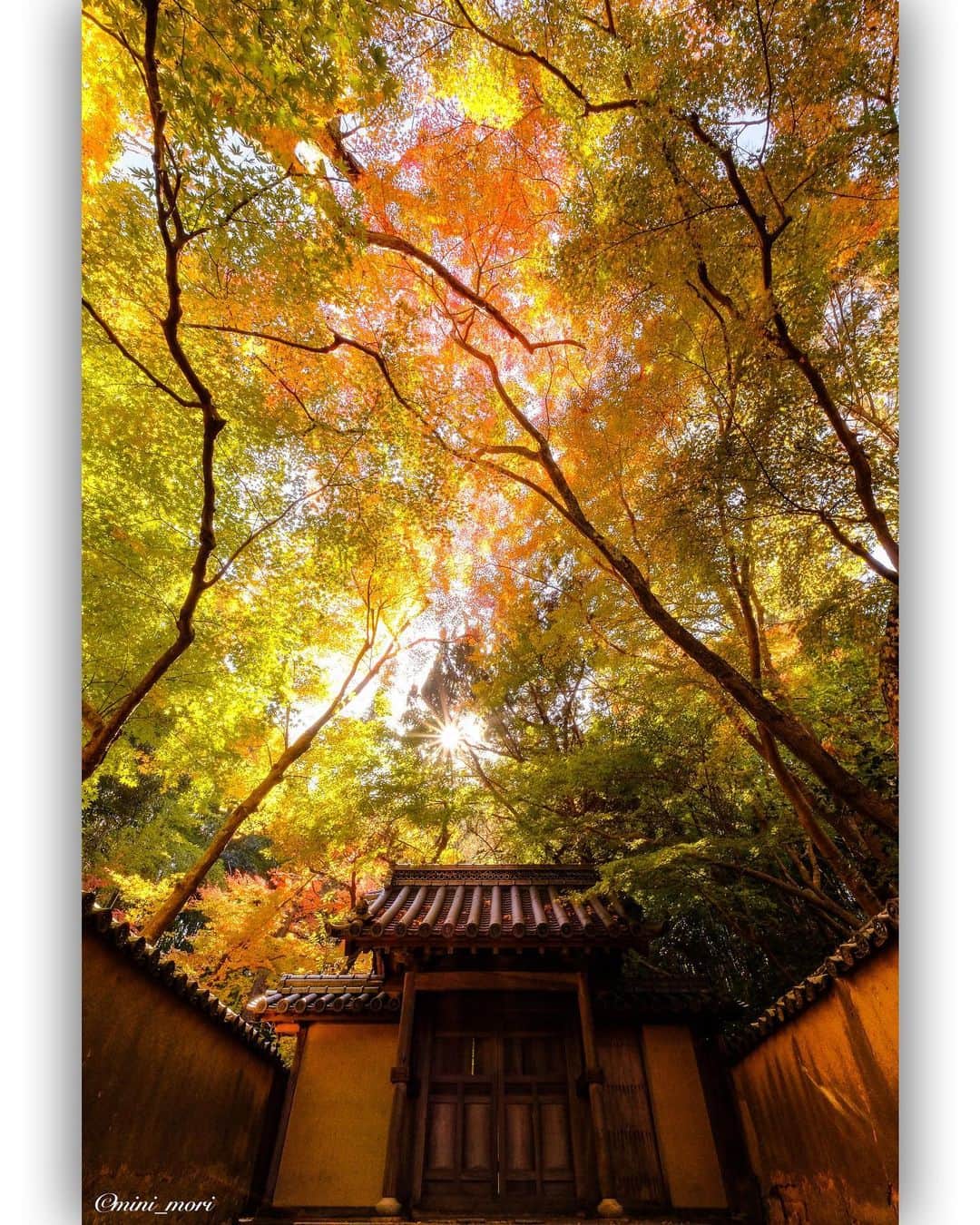 のインスタグラム：「* 紅葉も今週末あたりまでかな？ ・ #team_fuji #team_xt2 #teamfujifilm #teamfuji #fujifilm #fujifilm_xseries #fujifilmxseriesjapan #fujixt2 #xt2 #fujifeed #fujixfam #fujifilm_global #instagram #広がり同盟 #retrip_nippon #igersjp #indies_gram #visitjapanjp #as_archive #lovers_nippon #xf1024mm #xf1024 #紅葉 #紅葉狩り #岡山」