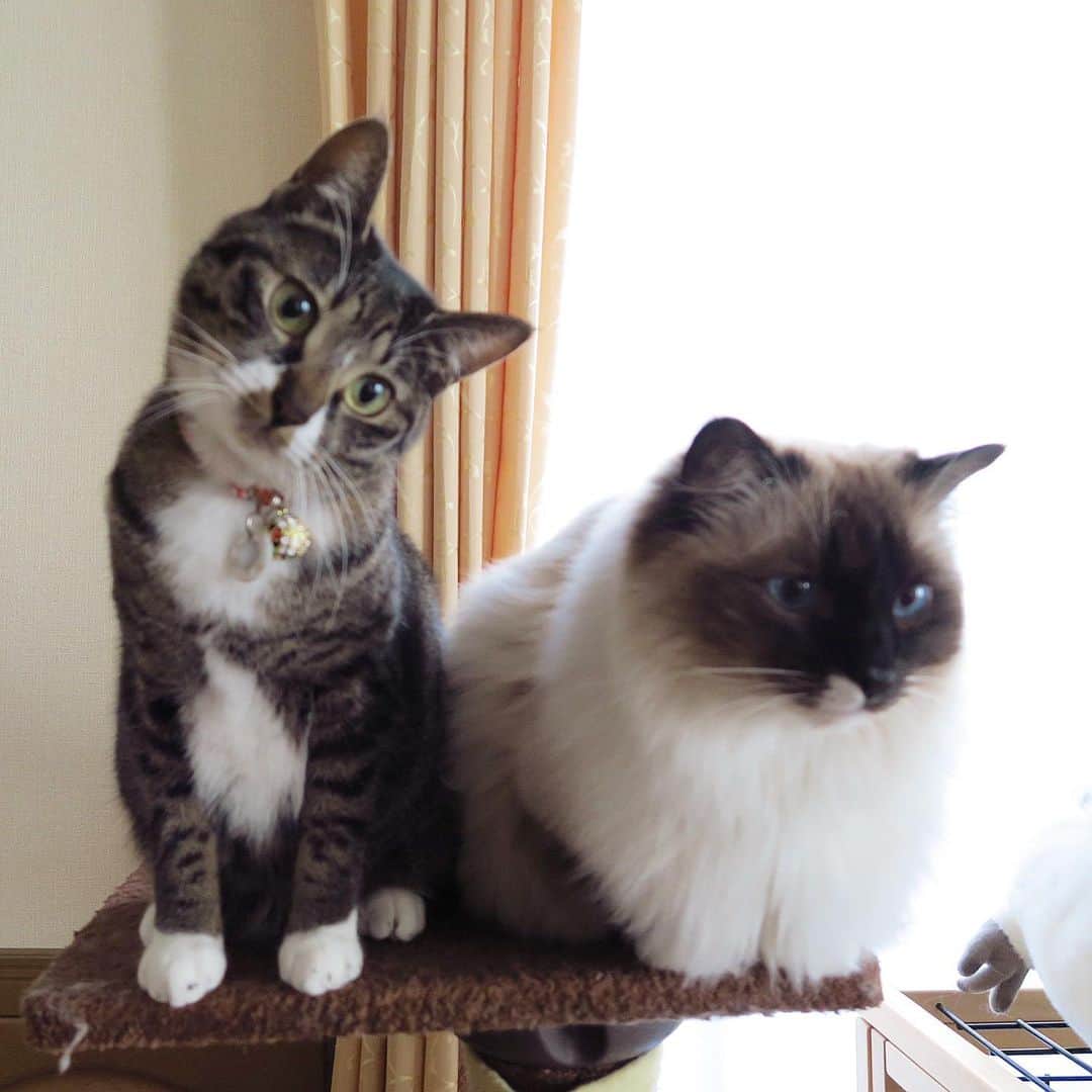 takegaeruのインスタグラム：「過去写真 干しカマチョウダイ❤️のポーズ😽  #cat #猫 #ragdoll #ラグドール #ホワイトポッチーズ #よもねこ #よもぎねこ #キジトラ #きじとら」