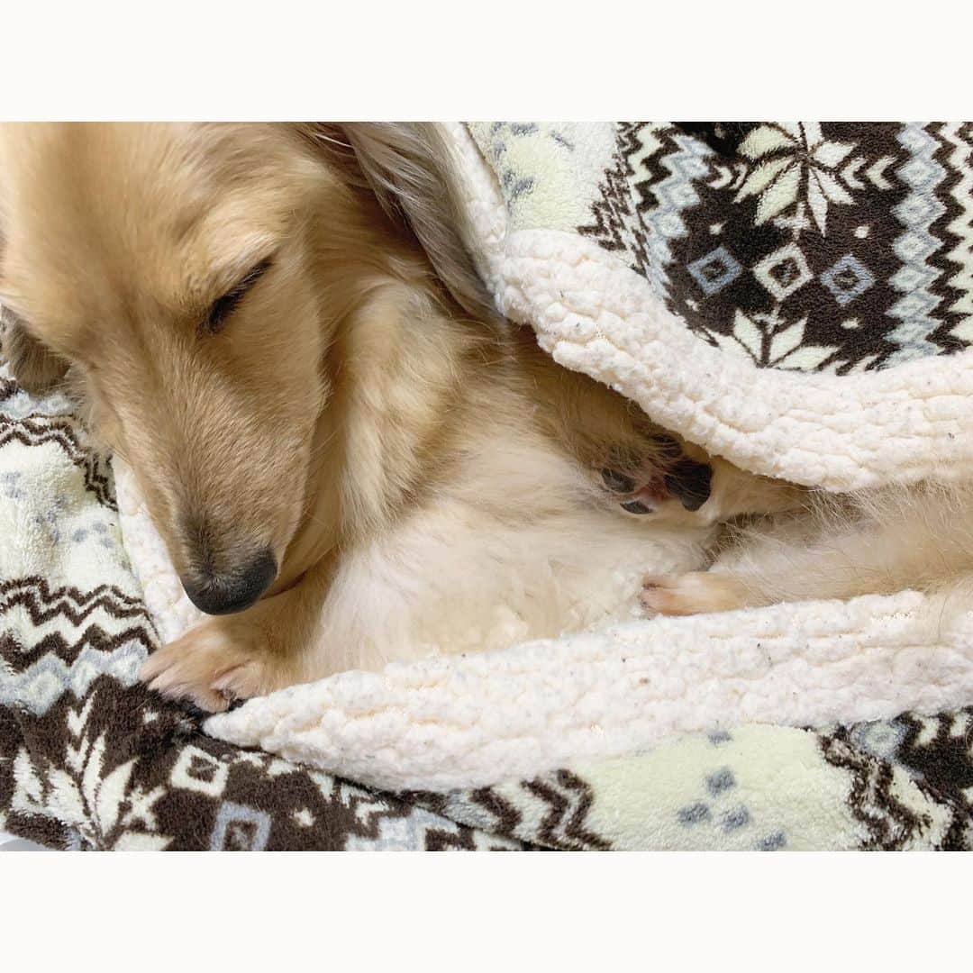 のインスタグラム：「#肉球 🐾 * うとうとしてる七海(U ･ｪ･) 足裏カットしたばかりだから、肉球がいい感じにぷにぷにできる❤︎ * #いぬすたぐらむ #犬のいる暮らし #いぬ #犬 #ダックス #うとうと」