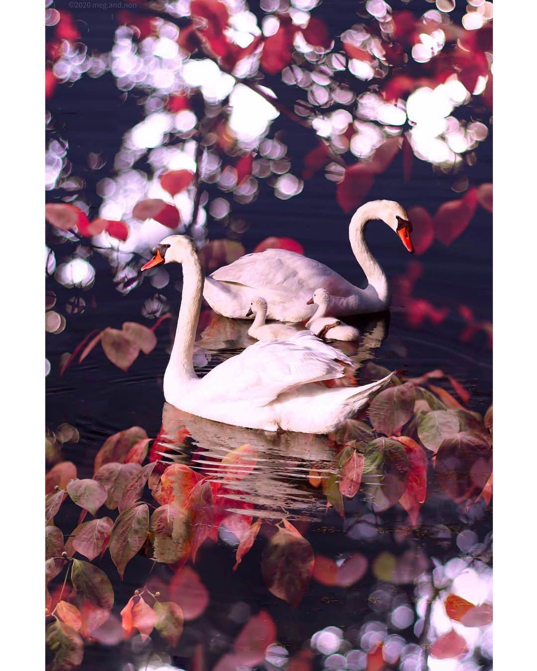 メグのん♡ A k i k oのインスタグラム：「♡Swan Lake . . . 白鳥は5月に撮ったもの . 紅葉は一昨日に撮ったもの . それを束ねると、 . こんな ゆめが出来上がります。 . . ♡ #ゆめみがち部」