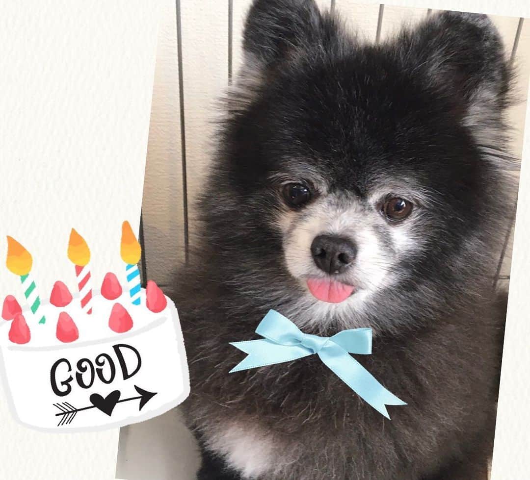 藤原ゆかのインスタグラム：「コテツ10才の誕生日おめでとう👏🎂🐻❣️ #pomeranian #pomestagram #黒ポメ」