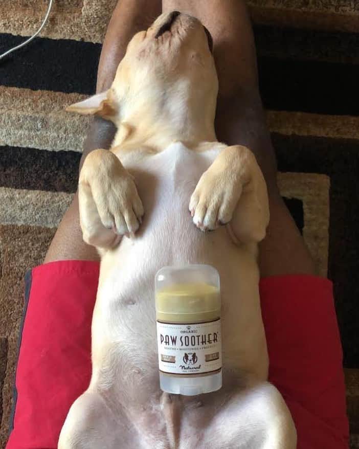 Regeneratti&Oliveira Kennelさんのインスタグラム写真 - (Regeneratti&Oliveira KennelInstagram)「It's never too early (or too late) to start taking care of your dog's paws. Keep paws in peak health all year round with super moisturizing #PawSoother. This all-natural balm penetrates deep into the paw pad to mend cracks, moisturize and heal. With mild antifungal ingredients, Paw Soother will also help to keep yeast issues at bay! . ⭐ SAVE 20% off @naturaldogcompany with code JMARCOZ at NaturalDog.com  worldwide shipping  ad 📷: @famos32 . . . .  #puppy #puppylove #puppygram #puppyoftheday #puppylife #frenchbulldog #puppypalace #puppys #puppyface #puppies #puppiesofinstagram #frenchie #frenchiesofinstagram #frenchies #frenchielove #frenchieoftheday #frenchiegram #frenchielife #frenchiepuppy #frenchiesociety #frenchiesofig #frenchiestagram #frenchiebulldog #frenchielovers  #frenchbulldogofinstagram  #bullylove」11月16日 22時16分 - jmarcoz