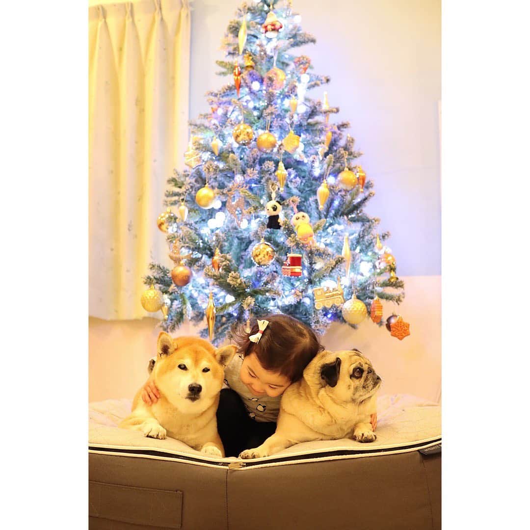 T&P Brothersさんのインスタグラム写真 - (T&P BrothersInstagram)「クリスマスツリーを飾りました🎄 今年はエマも一緒にお手伝い✨ エマにサンタさんから何が欲しいか聞くと必ずこの答えです😂 『グリーンのプレゼント🎁』 『中はグリーンのくまさん入ってる🧸』 好きな色も好きな物も特に決まったものが好きとかないので、なぜこれになったのかは謎です。笑 グリーンのくまさん…🤔笑  #shiba #pug #pugstagram #dog #柴 #柴犬 #パグ #tora #pom #トラ #ポム #柴パグ #시바 #퍼그 #泥料 #巴哥 #ベビフル #ママリ #コドモノ #コノビー #ママタス #赤ちゃんと犬 #生後31ヶ月 #2歳 #2歳7ヶ月 #トラポム劇場」11月16日 22時20分 - tora_pom_happylife