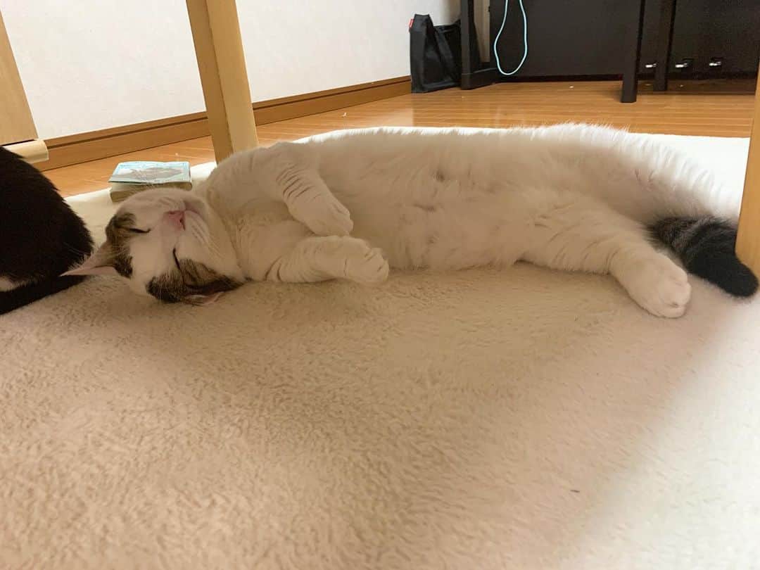 ひのき猫さんのインスタグラム写真 - (ひのき猫Instagram)「おやすみなさい😴」11月16日 22時20分 - hinoki.cute.kitten