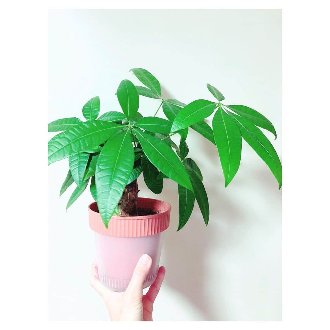 理絵さんのインスタグラム写真 - (理絵Instagram)「久しぶりにパキラ🪴  葉の一つ一つが大きくなってきて植木鉢を替えたいけれど5〜7月ごろが植え替えに良い時期と聞いたのでちょっと待とう  それまでに良さげな植木鉢を探そう  #パキラ #pachira #観葉植物 #グリーン #tokyo #japan」11月17日 9時15分 - ____rie____