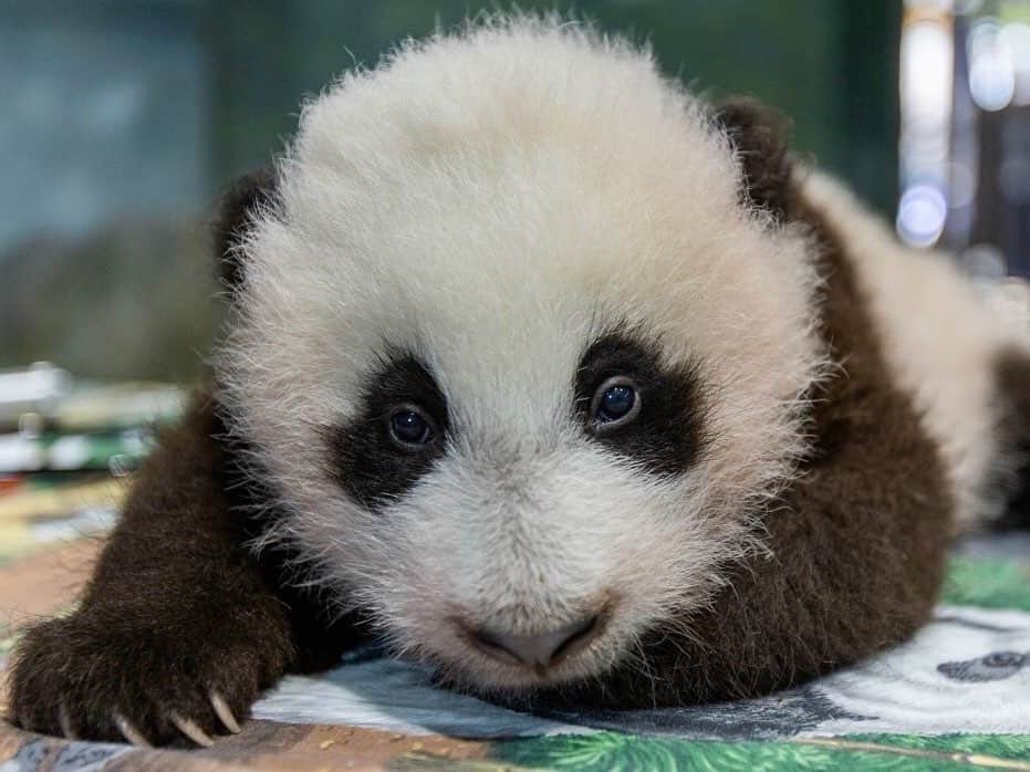 スミソニアン博物館さんのインスタグラム写真 - (スミソニアン博物館Instagram)「He's round. He's fuzzy. He's nameless. But not for long. You can help @smithsonianzoo name our male giant panda cub, who was born Aug. 21 and now clocks in at a plump 9.2 pounds. Vote for your favorite name now through Nov. 20 (maximum one vote per day) at the link in our bio. The possible names—chosen by the Zoo and Chinese partners—reflect the extraordinary circumstances under which this cub was born and celebrate the collaboration between colleagues who strive to conserve this species. The winning name will be announced and bestowed on the cub on Nov. 23. #PandaStory #PandaCubdates」11月17日 7時48分 - smithsonian