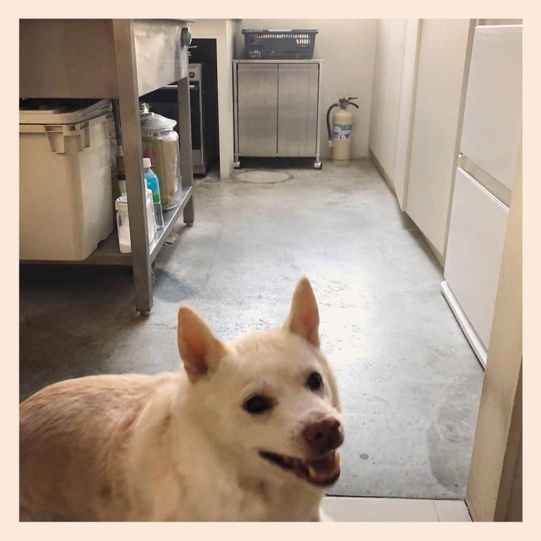 パンといっぴきのインスタグラム：「#元保護犬 #雑種犬 #crossbreed #mixdog #キップル14歳　#走る犬」