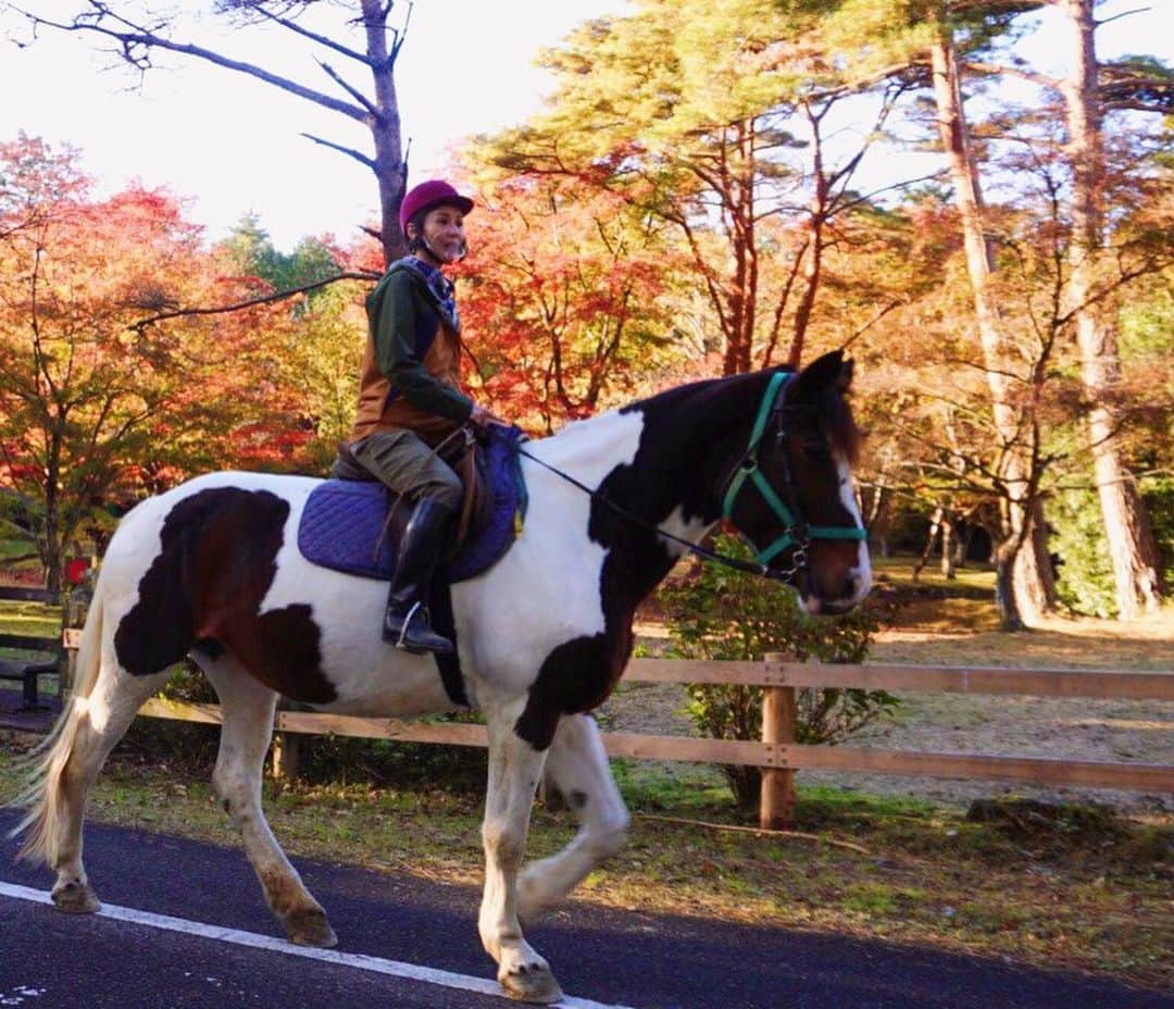 にしおかすみこさんのインスタグラム写真 - (にしおかすみこInstagram)「初。馬に乗った。 ど緊張。 こんな大きな立派なお馬さん😳 ものすごく賢いらしい。 #馬が乗せてくれた感 #馬に終始なめられていた感 スタッフさんに「紅葉の絶景たくさん出てくるからコメントお願いねー」と言われ。 そんな余裕ないけどー！！。。 と思う。。 めちゃくちゃ楽しかった✨😆✨ #告知です #明日#11月18日水曜 #テレ東#なないろ日和#朝9時26分から #栃木県#那須塩原　特集です。 観てください😊  🥬🍑『暇サラダ。花サラダ。』🥬🍑 だけのインスタも作りました。 マニアックですが、見て頂けると嬉しいです。  文章は暇サラダを作っている時に ぼんやり思っていることを改めて書かせて頂きました。  こちらから↓ぜひどうぞ✨😊✨ @hima_salad」11月17日 8時22分 - nishioka_sumiko