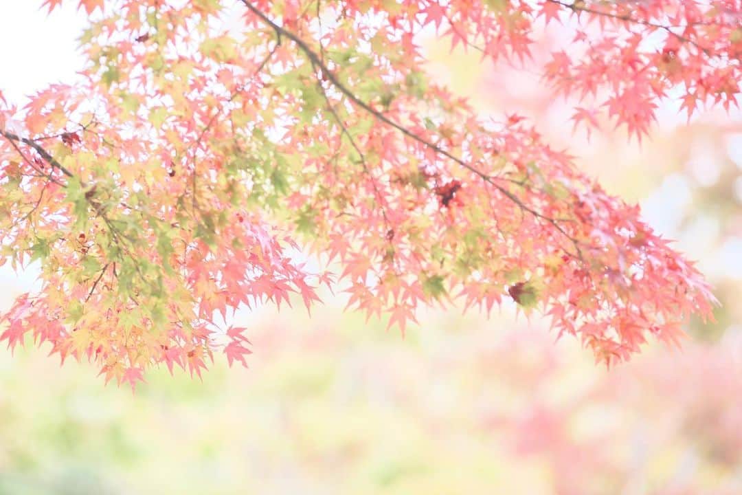 kiccyomuのインスタグラム：「☀️ 2020.11.17 Tue #昭和記念公園 日本庭園 秋色らしい #紅葉 🍁  今週末が楽しみ😊 まだ火曜日なのに😅 今日も元気に🤗  location #東京 #立川 📷撮影 2020年11月08日」