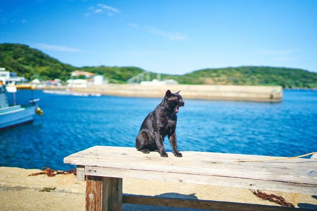 Birthplace of TONKOTSU Ramen "Birthplace of Tonkotsu ramen" Fukuoka, JAPANさんのインスタグラム写真 - (Birthplace of TONKOTSU Ramen "Birthplace of Tonkotsu ramen" Fukuoka, JAPANInstagram)「So-called “Fukuoka‘s Cat Island”, Ainoshima Island can be reached from Hakata via train or ferry in approximately from 1 to 1.5 hours. It became a hot topic as an island that was selected by America’s CNN as one of the "six best cat spots around the world", so it is a paradise for cat lovers who can enjoy not only encountering wild cats but also the ruins and natural scenery!  ©福岡県観光連盟  #fukuoka_tonkotsu #ilovefukuoka #fukuokalover #fukuoka #fukuokapics #fukuoka_cameraclub #fukuokatrip #fukuokajapan #fukuokatravel #catlovers  #catisland #catstagram #japancat #cats_of_instagram #catlover #ainoshima #fukuoka_funtravel」11月17日 8時39分 - goodvibes_fukuoka