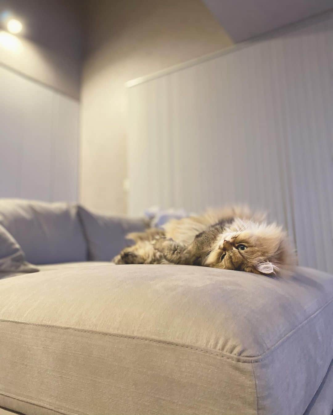 にこさんのインスタグラム写真 - (にこInstagram)「ソファで根っこがはえた  #couchpotato #cat #sleepy #ソファ #リラックス #ねこ」11月17日 8時39分 - nikon.neko.official
