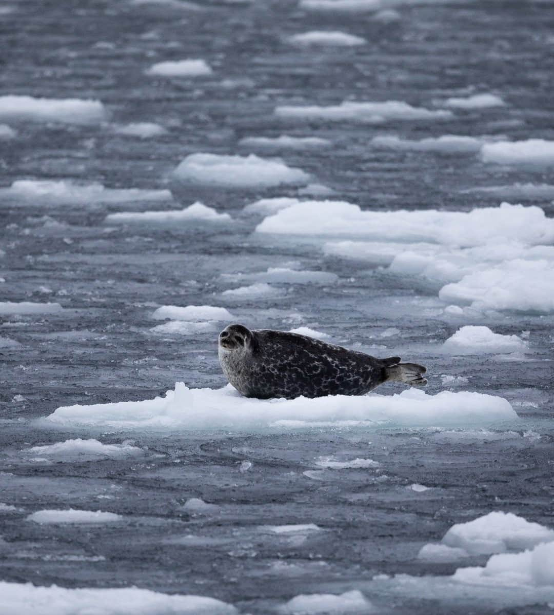 ナショナルジオグラフィックさんのインスタグラム写真 - (ナショナルジオグラフィックInstagram)「Photo by Daniella Zalcman @dzalcman / A juvenile ringed seal rests on an ice floe off of the eastern coast of Greenland. Ringed seals generally prefer to spend their time in dense sea ice, which soon may become a problem with the rate our planet is warming. The National Snow and Ice Data Center announced in September that this year we reached the second lowest sea ice minimum in recorded history. Follow me at @dzalcman for more stories from the Arctic.」11月17日 8時36分 - natgeo