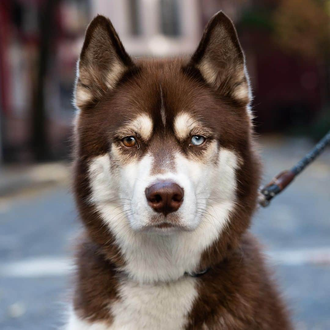 The Dogistさんのインスタグラム写真 - (The DogistInstagram)「Juno, Siberian Husky (3 y/o), Minetta St., New York, NY • “When he was young he used to destroy the walls and chew cables. Now he loves to chase animals but isn’t very coordinated.”」11月17日 8時42分 - thedogist