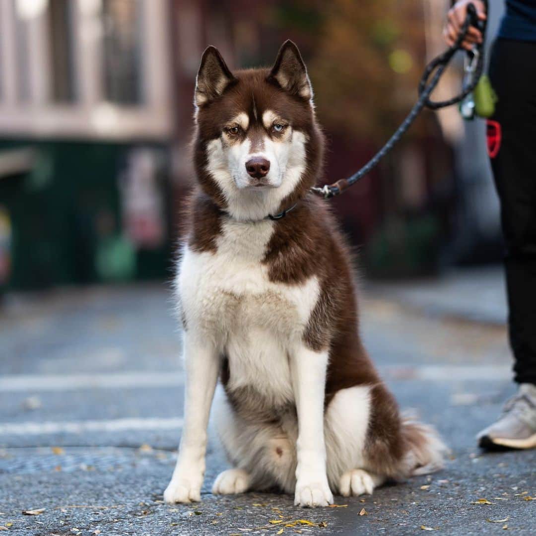 The Dogistさんのインスタグラム写真 - (The DogistInstagram)「Juno, Siberian Husky (3 y/o), Minetta St., New York, NY • “When he was young he used to destroy the walls and chew cables. Now he loves to chase animals but isn’t very coordinated.”」11月17日 8時42分 - thedogist