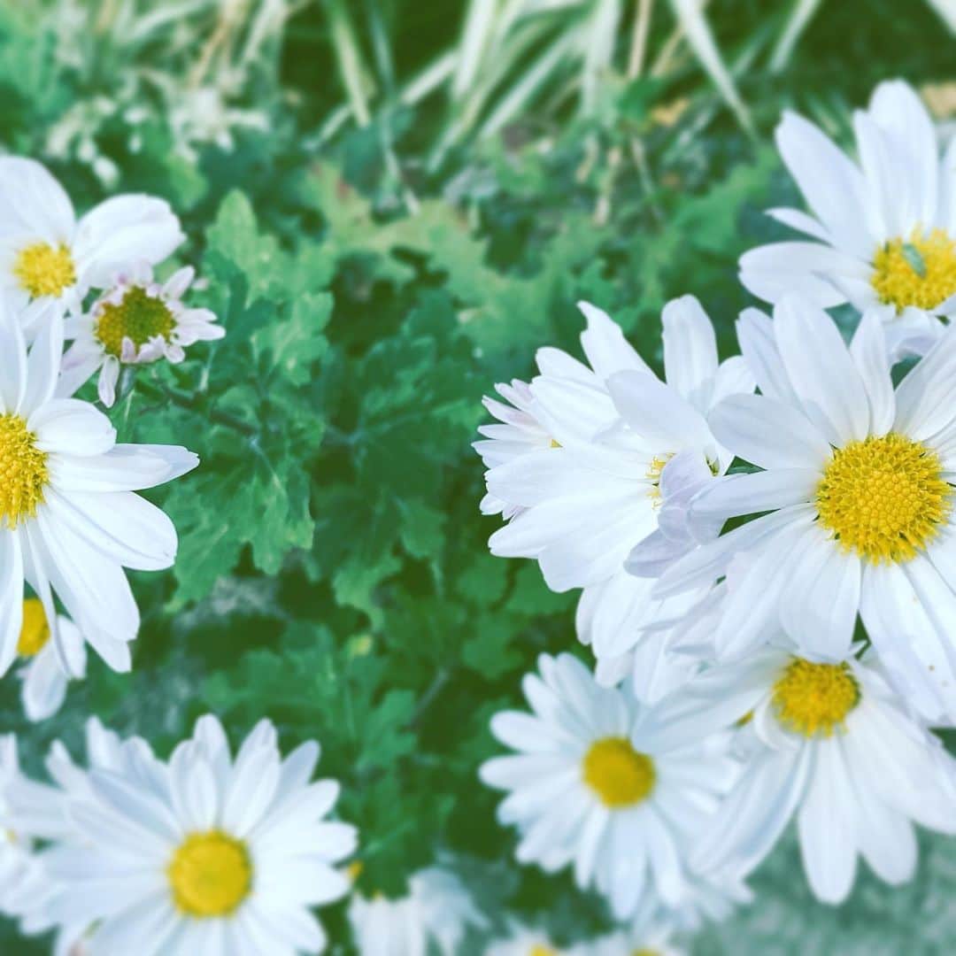 中野敬久さんのインスタグラム写真 - (中野敬久Instagram)「#flowers #flowersoflife #white #hope #yellow」11月17日 8時57分 - hirohisanakano