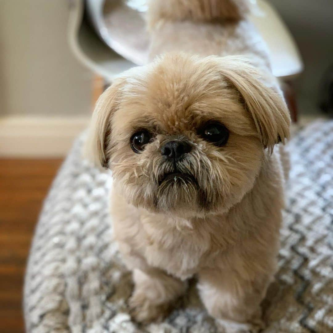 Dougie the Shih Tzuさんのインスタグラム写真 - (Dougie the Shih TzuInstagram)「Cutest ever.」11月17日 0時30分 - dailydougie