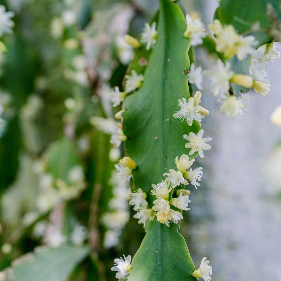 ニューヨーク植物園のインスタグラム：「The Plant Doctor is in! 🌿  . We're taking your home gardening and houseplant challenges and getting our NYBG experts' input. Leave your question here in the comments by Thursday morning. On Friday we'll follow up with answers, helping you keep your plants—like this mistletoe cactus—thriving both indoors and out.  .  #Rhipsalis elliptica #plantlove #nybgathome #museumfromhome」