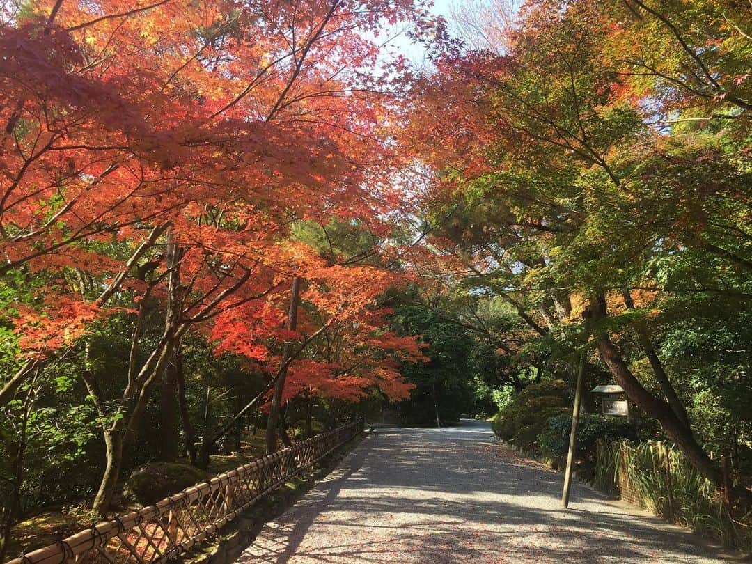 中岡龍子さんのインスタグラム写真 - (中岡龍子Instagram)「.Ryoanji👣 今日帰る前最後に1人で行ったのは龍安寺でした🐉✨  本当は金閣寺に行ったんですけどまさかの工事中で 近くに何あるか地図開いたら"龍"って見つけて 「行かな！」ってなってたまたま行ったわけですが、、  控えめに言って最高でした。  名前だけ見て調べずに行ったので イメージ超えすぎて1人でずっと感動…  いろんなドラゴンスポット探そうかな  親友と行ったところも偶然行けたここも どこ行っても本当に素敵でした❤︎」11月17日 0時37分 - ryoko1792