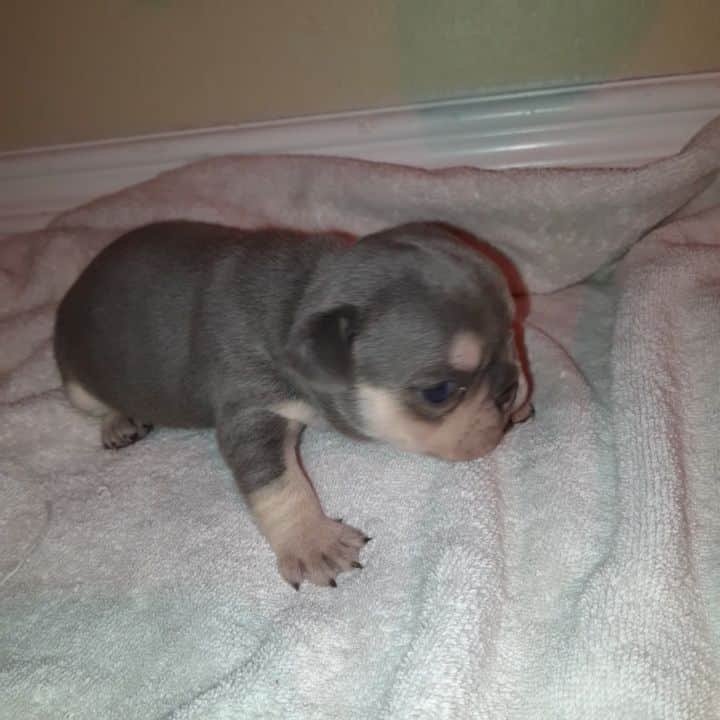 Oprahnbooのインスタグラム：「Lilac tri male.  #dogsoftheworld #dogslife #dogsoftheday #dogsoflove #frenchbulldog #tag #share」