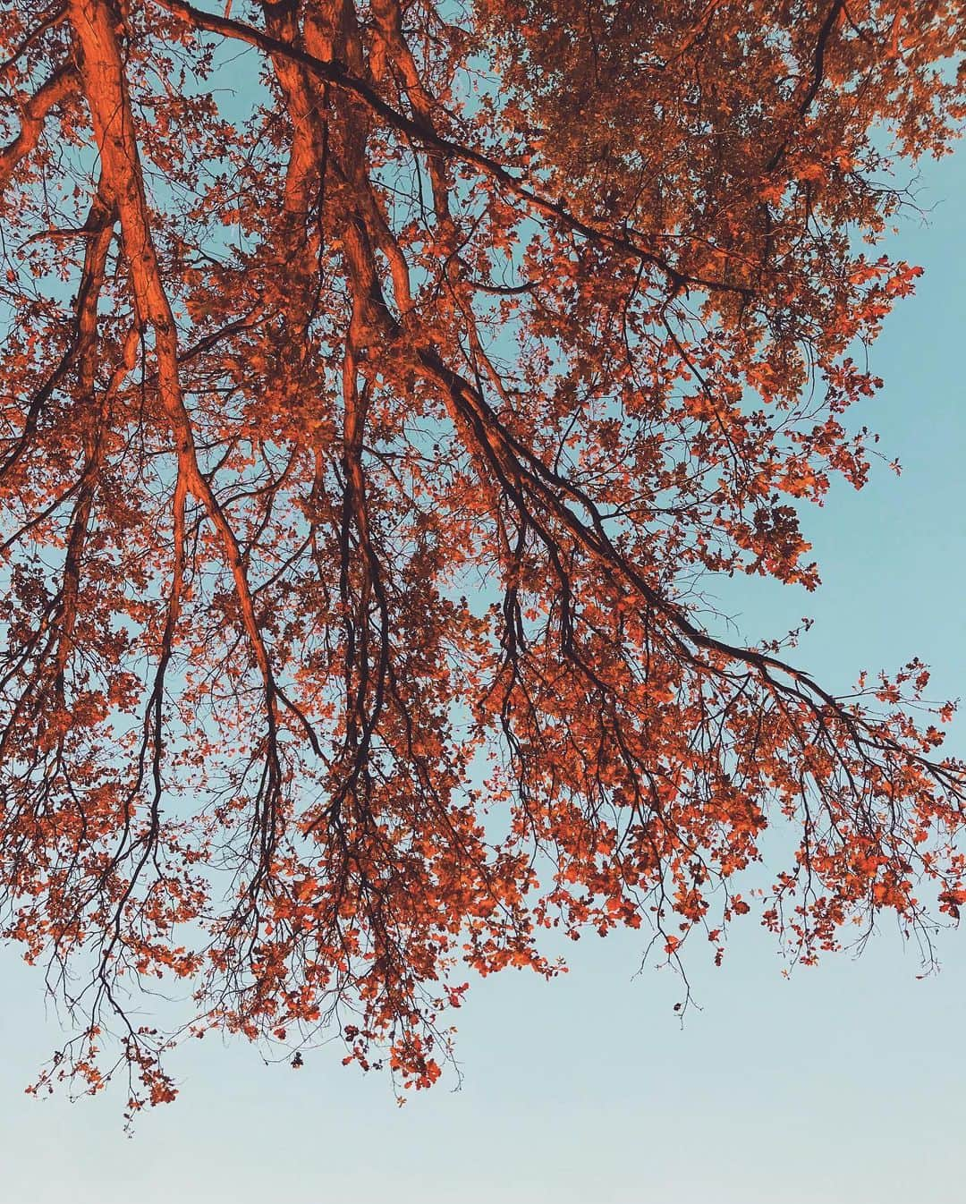 National Geographic Travelさんのインスタグラム写真 - (National Geographic TravelInstagram)「Photos by @andrea_frazzetta / The beauty of autumn surrounds us as my city of Milan prepares to face a new difficult period due to the pandemic. Milan, stay strong. #Italy #autumn #phonephotography」11月17日 0時39分 - natgeotravel