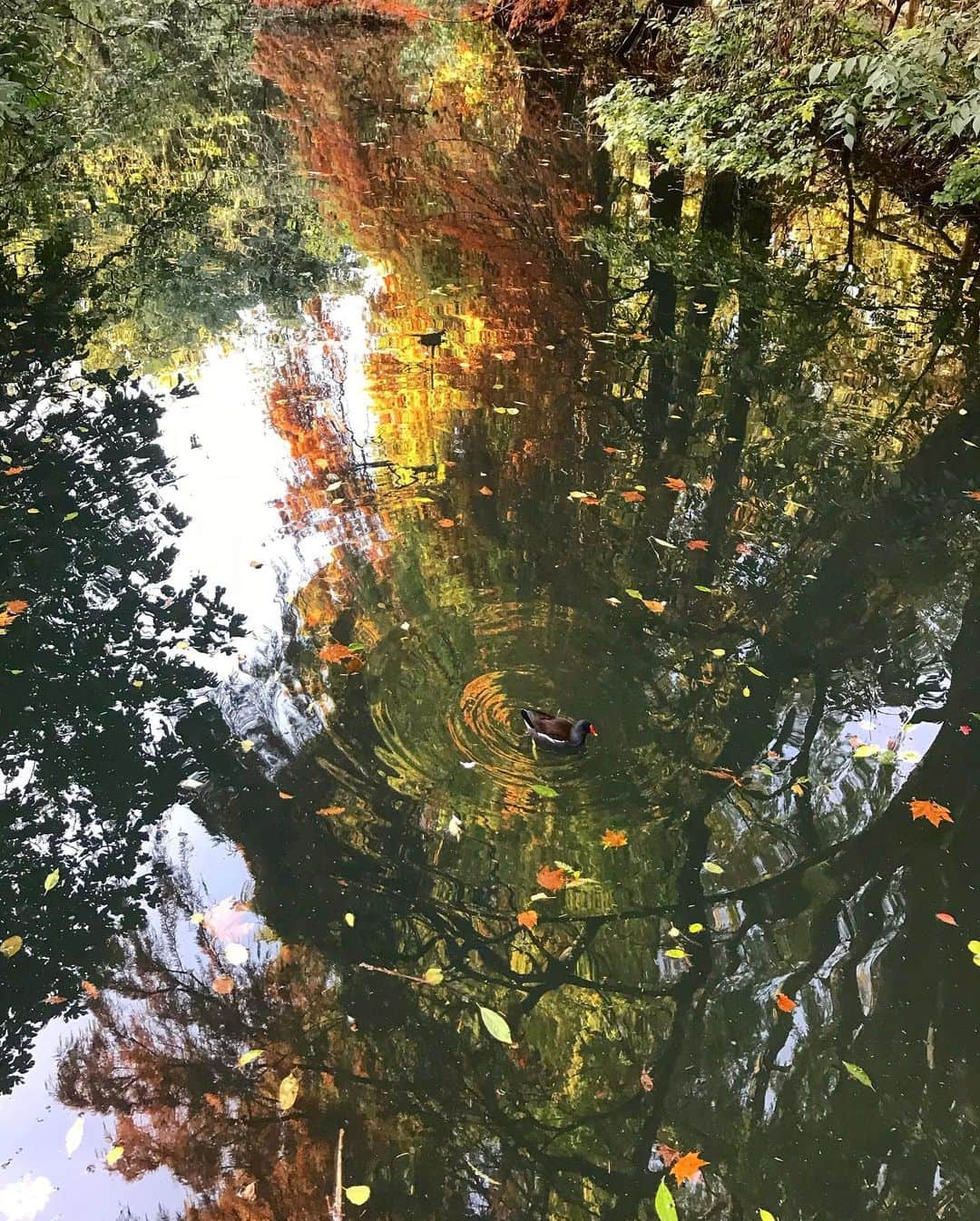 National Geographic Travelさんのインスタグラム写真 - (National Geographic TravelInstagram)「Photos by @andrea_frazzetta / The beauty of autumn surrounds us as my city of Milan prepares to face a new difficult period due to the pandemic. Milan, stay strong. #Italy #autumn #phonephotography」11月17日 0時39分 - natgeotravel