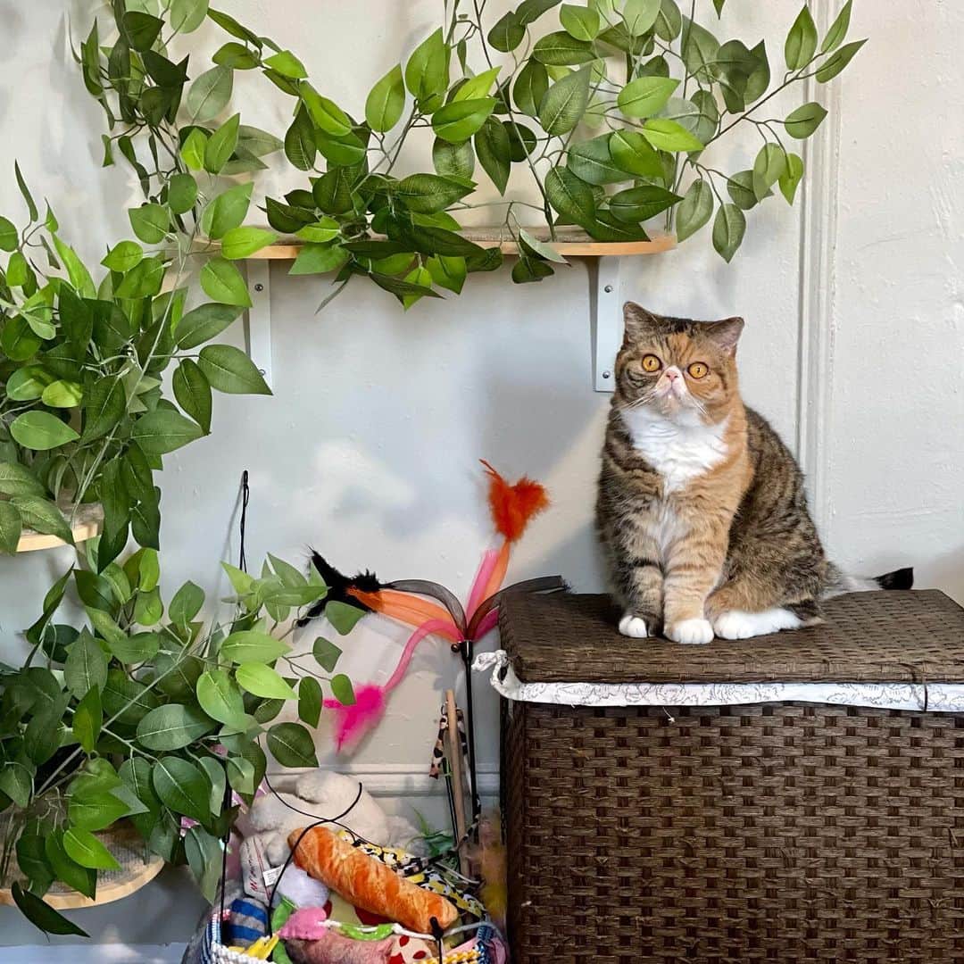 Tinaのインスタグラム：「Wheezy is making her way to the top shelf for a snooze 😴」