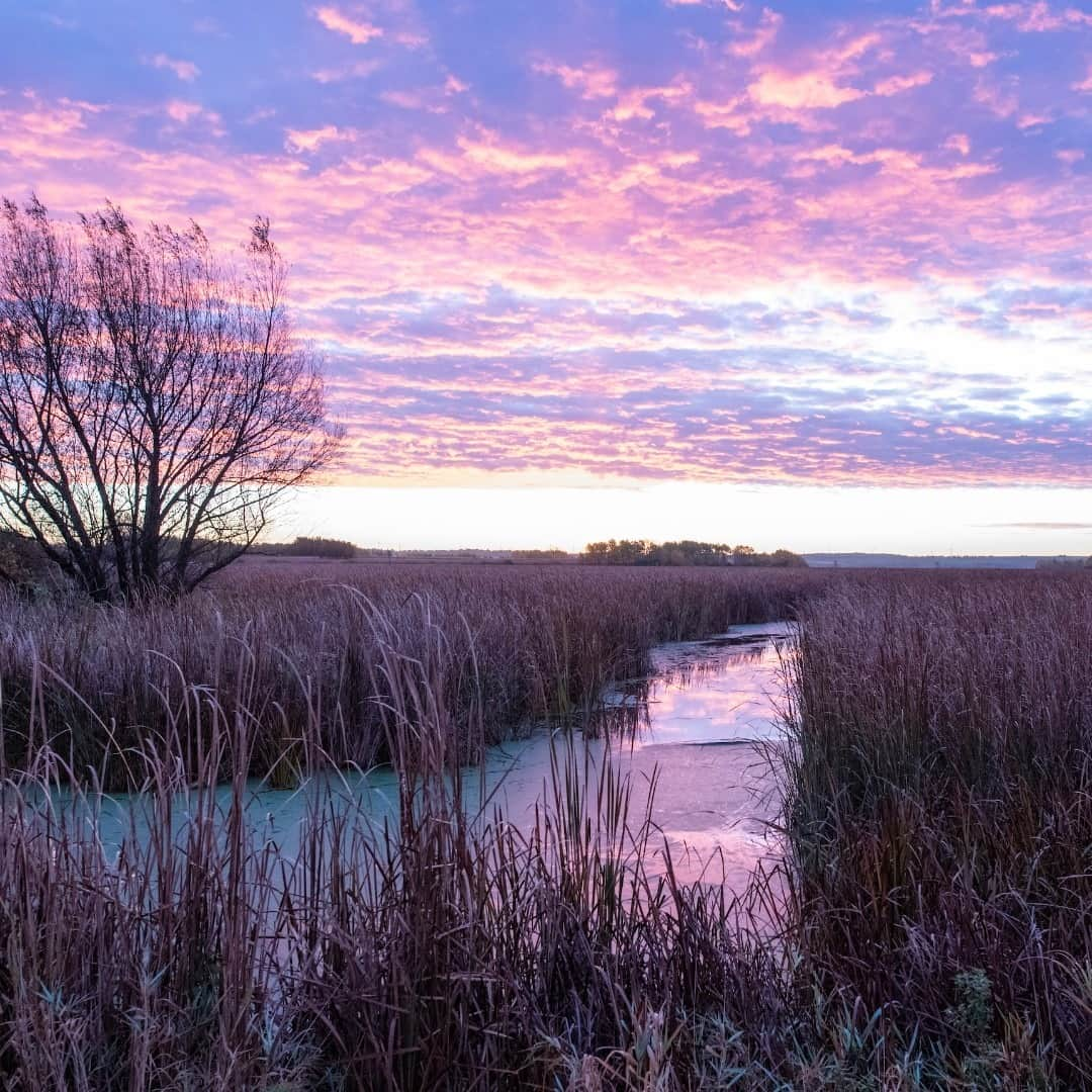 アメリカ内務省さんのインスタグラム写真 - (アメリカ内務省Instagram)「Horicon National Wildlife Refuge in #Wisconsin is one of the largest freshwater marshes in the United States. With many miles of hiking, biking trails and a three-mile auto tour, the refuge is a treasure to explore. Originally established to help with redhead ducks, the #nationalwildliferefuge supports the largest nesting population east of the Mississippi River. Tom McDonald took this photo and describes what brings him to this place, "I'm always looking for waterfowl, wading birds, especially swans, #pelicans, sandhill and whooping #cranes. I try to arrive at the refuge before sunrise to capture the golden hour. Fall is a busy time at the #marsh, with waterfowl migrating through and summer visitors getting ready to head south for the winter. " The refuge offers many birding, fishing and photography opportunities and a peaceful place to take in the start or end of any day. Photo courtesy of Tom McDonald (@tmcdon78).」11月17日 1時36分 - usinterior