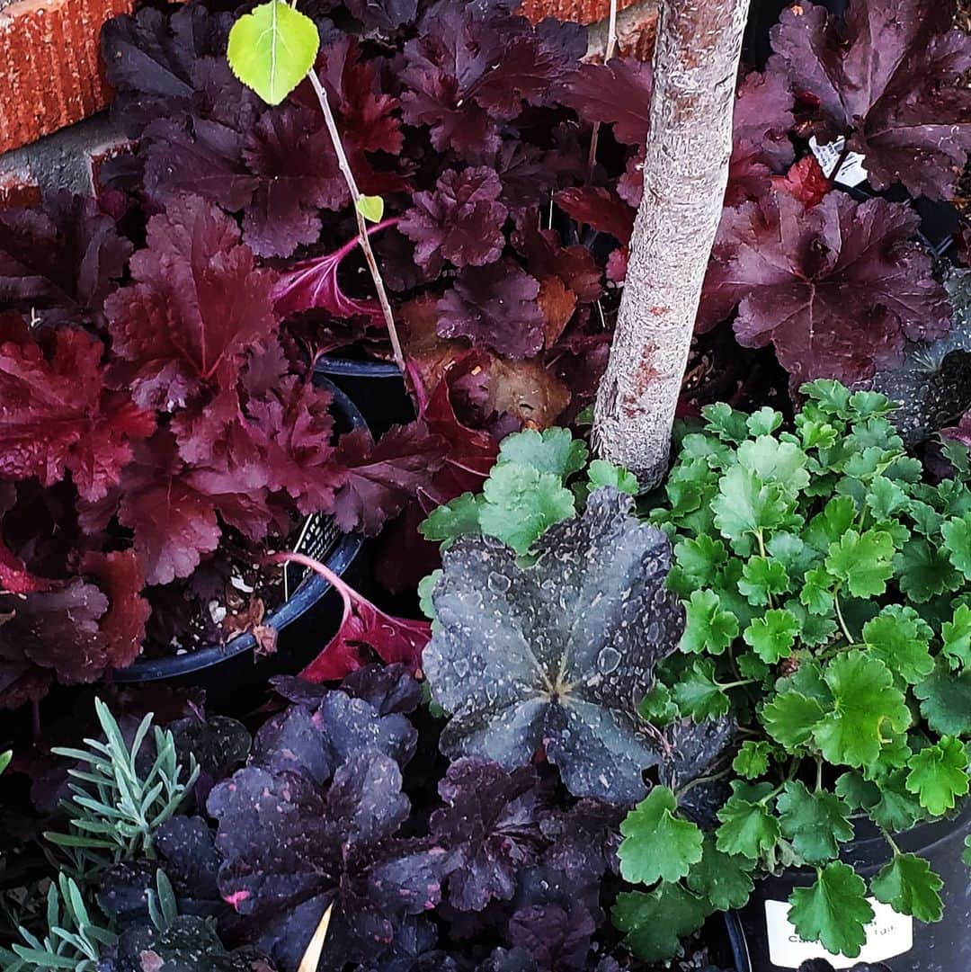 のインスタグラム：「HEUCHERA OBSESSION  #GASOLINEGARDEN #ILOVEGARDENS #GARDENSRULE #GARDENCHURCH #GARDENPARTY #GARDENMAGIC #AVANTGARDEN #GARDENS #GARDENGANGSTER #GARDEN #GRADENLIFE #GARDENER #GARDENTIME  #GARDENING #VEGETABLEGARDEN #FLOWERS #SUCCULENTS  #PLANTS  #CACTUS #AYEARINFLOWERS  #shadowhills  #THANKYOU  @gasolineglamour  #GASOLINEGLAMOUR #PLANTSOMESHIT  #GROWSOMESHIT  @nicksnursery  #NICKSNURSERY  #heuchera   Heuchera is a genus of largely evergreen perennial plants in the family Saxifragaceae, all native to North America. Common names include alumroot and coral bells.  Scientific name: Heuchera Higher classification: Saxifrages Order: Saxifragales Family: Saxifragaceae Rank: Genus」