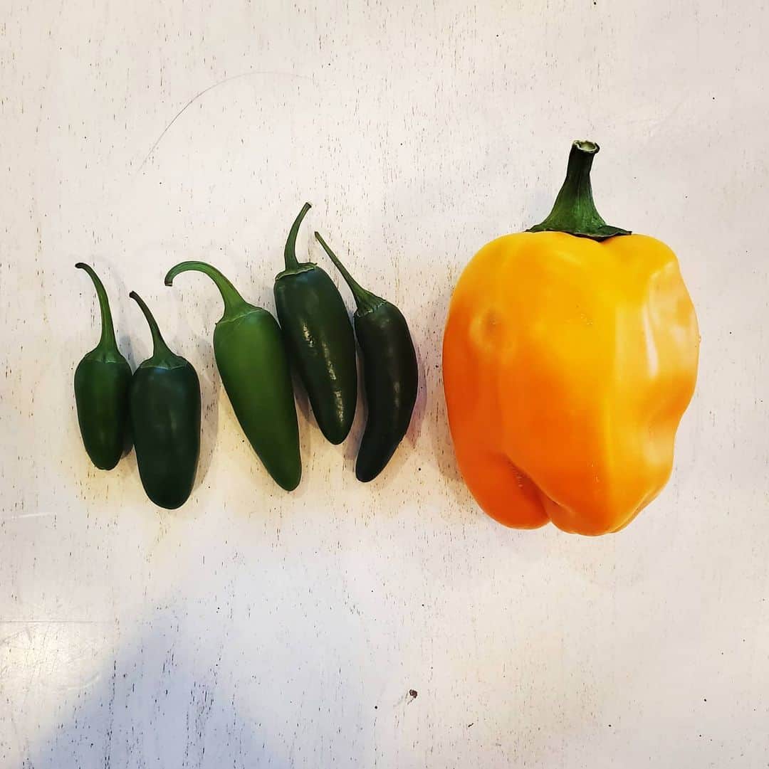 のインスタグラム：「YELLOW BELL PEPPER IS HERE 🌶🌶🌶🫑🫑🫑 #GASOLINEGARDEN #ILOVEGARDENS #GARDENSRULE #GARDENCHURCH #GARDENPARTY #GARDENMAGIC #AVANTGARDEN #GARDENS #GARDENGANGSTER #GARDEN #GRADENLIFE #GARDENER #GARDENTIME  #GARDENING #VEGETABLEGARDEN #FLOWERS #SUCCULENTS  #PLANTS  #CACTUS #AYEARINFLOWERS  #shadowhills  #THANKYOU  @gasolineglamour  #GASOLINEGLAMOUR #PLANTSOMESHIT  #GROWSOMESHIT」