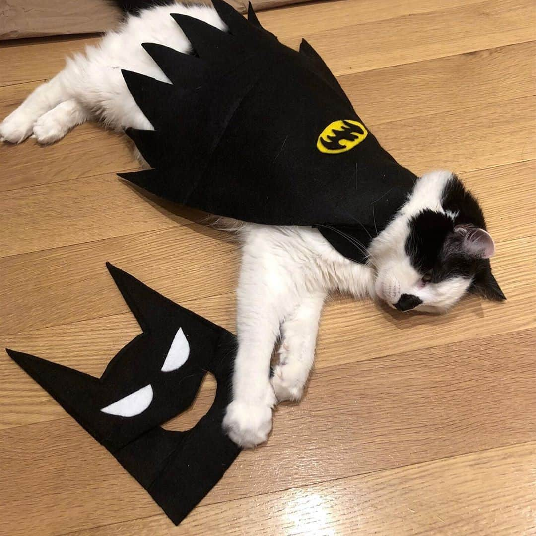 Aww Clubさんのインスタグラム写真 - (Aww ClubInstagram)「Superheroes don’t work on Mondays...⠀ ⠀ 📷@heiiolouie⠀ ⠀ #meowed #heiiolouie #batman #batcat #monday #mood」11月17日 2時00分 - meowed