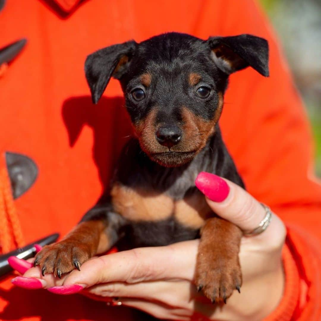 Puppy For Sale.さんのインスタグラム写真 - (Puppy For Sale.Instagram)「Предлагаются замечательные щенки  цвергпинчера черно подпалого и рыжего окраса🥰👍  Мальчик и и девочки❤️ ⠀ ⠀ Породные, элегантные, стильные; с хорошим костяком и отличной анатомией👍 ⠀ У малышей прекрасный характер: контактные, ласковые, весёлые, активные🥰 ⠀ Больше информации и фото в Директ или Вотсапп ⠀ ___ ⠀ Следите за нашими обновлениями и подписывайтесь👇 @artsimpatiya ⠀ Больше информации, фото и видео: Директ, на личном сайте питомника Арт Симпатия: www.artsimpatiya.ru ⠀ #zwergpinscher #zwergpinscherlove #zwergpinschersofinstagram #zwergpin #zwergpinscherlove😍 #zwergpincherartsimpatiya #zwergpinscherpuppy #puppyzwergschnauzer #карликовыйпинер #миниатюрныйпинчер #минипинчер #минипинчер🐕🐾 #щенокцверга #щенокцвергпинчера #цвергпинчеры #цвергпинчерщенки #пинчер #цвергпинчер #цвергпинчеры」11月17日 2時53分 - artsimpatiya