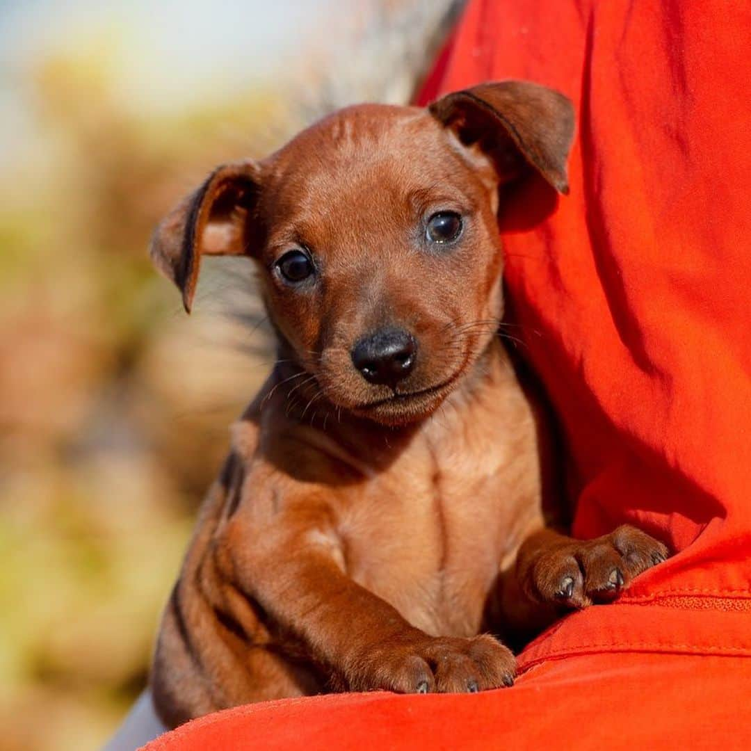 Puppy For Sale.さんのインスタグラム写真 - (Puppy For Sale.Instagram)「Предлагаются замечательные щенки  цвергпинчера черно подпалого и рыжего окраса🥰👍  Мальчик и и девочки❤️ ⠀ ⠀ Породные, элегантные, стильные; с хорошим костяком и отличной анатомией👍 ⠀ У малышей прекрасный характер: контактные, ласковые, весёлые, активные🥰 ⠀ Больше информации и фото в Директ или Вотсапп ⠀ ___ ⠀ Следите за нашими обновлениями и подписывайтесь👇 @artsimpatiya ⠀ Больше информации, фото и видео: Директ, на личном сайте питомника Арт Симпатия: www.artsimpatiya.ru ⠀ #zwergpinscher #zwergpinscherlove #zwergpinschersofinstagram #zwergpin #zwergpinscherlove😍 #zwergpincherartsimpatiya #zwergpinscherpuppy #puppyzwergschnauzer #карликовыйпинер #миниатюрныйпинчер #минипинчер #минипинчер🐕🐾 #щенокцверга #щенокцвергпинчера #цвергпинчеры #цвергпинчерщенки #пинчер #цвергпинчер #цвергпинчеры」11月17日 2時53分 - artsimpatiya