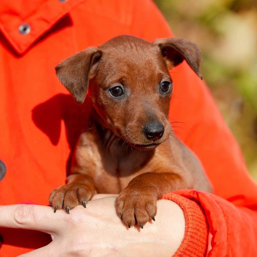 Puppy For Sale.さんのインスタグラム写真 - (Puppy For Sale.Instagram)「Предлагаются замечательные щенки  цвергпинчера черно подпалого и рыжего окраса🥰👍  Мальчик и и девочки❤️ ⠀ ⠀ Породные, элегантные, стильные; с хорошим костяком и отличной анатомией👍 ⠀ У малышей прекрасный характер: контактные, ласковые, весёлые, активные🥰 ⠀ Больше информации и фото в Директ или Вотсапп ⠀ ___ ⠀ Следите за нашими обновлениями и подписывайтесь👇 @artsimpatiya ⠀ Больше информации, фото и видео: Директ, на личном сайте питомника Арт Симпатия: www.artsimpatiya.ru ⠀ #zwergpinscher #zwergpinscherlove #zwergpinschersofinstagram #zwergpin #zwergpinscherlove😍 #zwergpincherartsimpatiya #zwergpinscherpuppy #puppyzwergschnauzer #карликовыйпинер #миниатюрныйпинчер #минипинчер #минипинчер🐕🐾 #щенокцверга #щенокцвергпинчера #цвергпинчеры #цвергпинчерщенки #пинчер #цвергпинчер #цвергпинчеры」11月17日 2時53分 - artsimpatiya