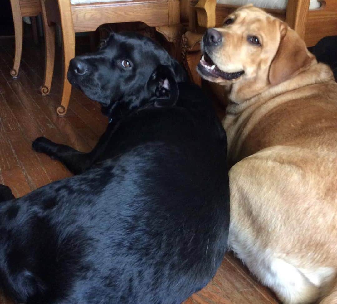 Jake And Gingerのインスタグラム：「Oh! We thought the camera was in front of us! Hello there. 😂🥰 #labsofinstagram #petstagram #petlovers #petlove #dogs #dogsofinstagram #doglife #dogoftheday #labs #talesofalab」