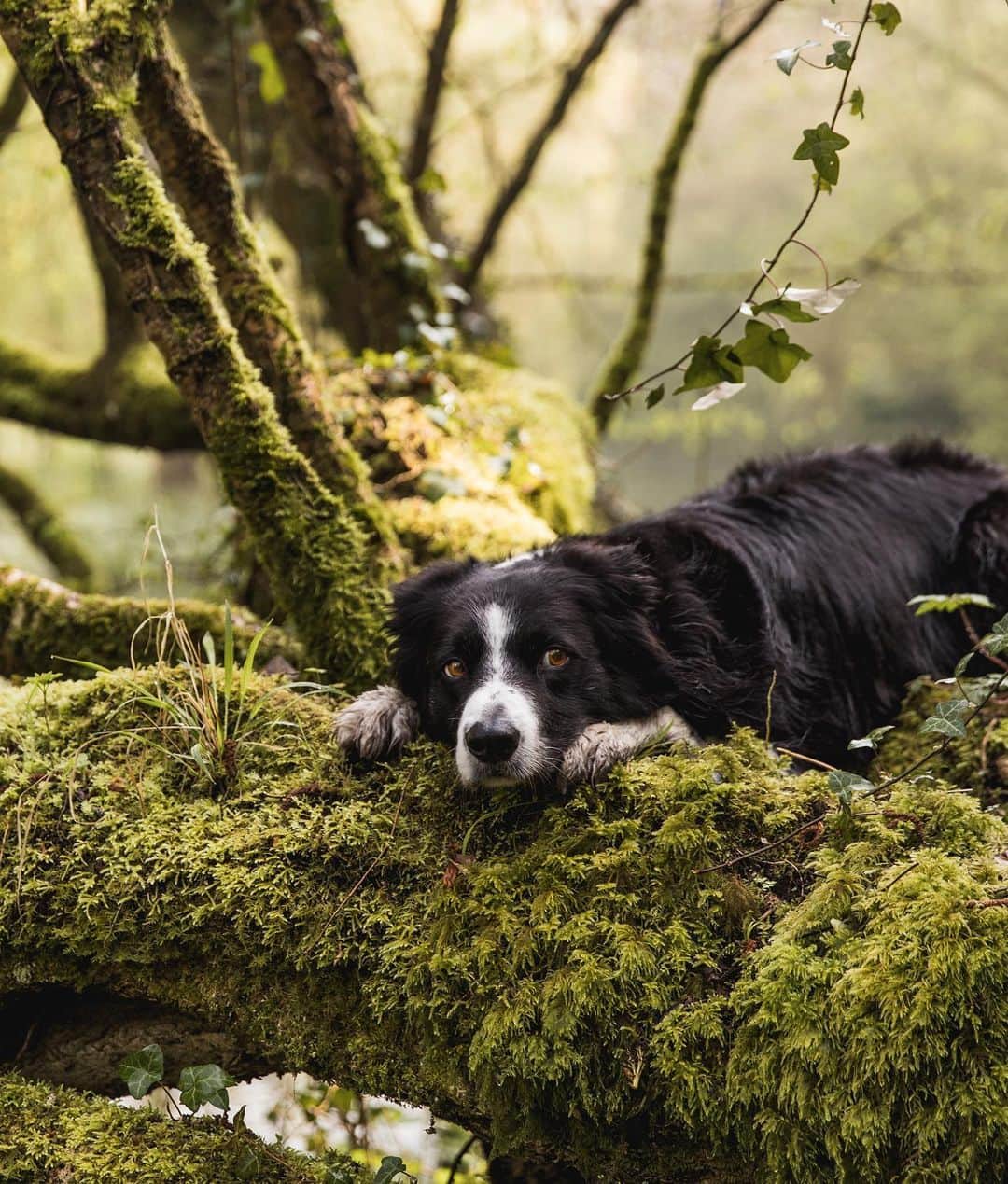 Andrew Knappのインスタグラム：「A gem of a dog. On a log. In a bog.」