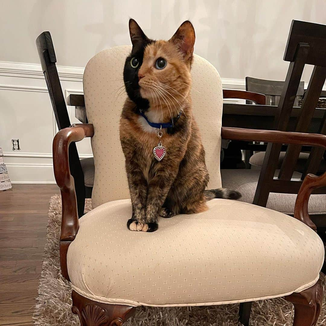 Venus Cat のインスタグラム：「Old chair but new to the house - wasted exactly zero minutes claiming it! 😺🪑 @totally_tater claimed the other one which Mom thinks is way older. She’s posting it to his page and to @venusandfamily 😺😺 Anyone else into antiques?  #antique #queenanne」