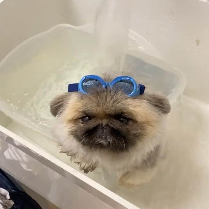 DogsOf Instagramのインスタグラム：「“Bath back massage is life 😃 #ruffday” writes @konabearslegacy   #dogsofinstagram」