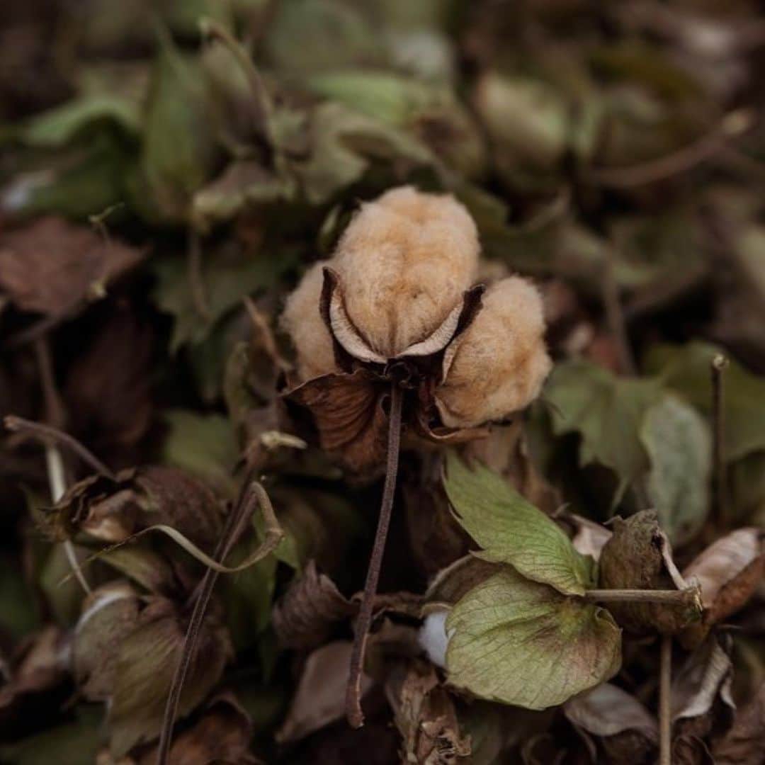 タピエスタイルのグルメインスタ