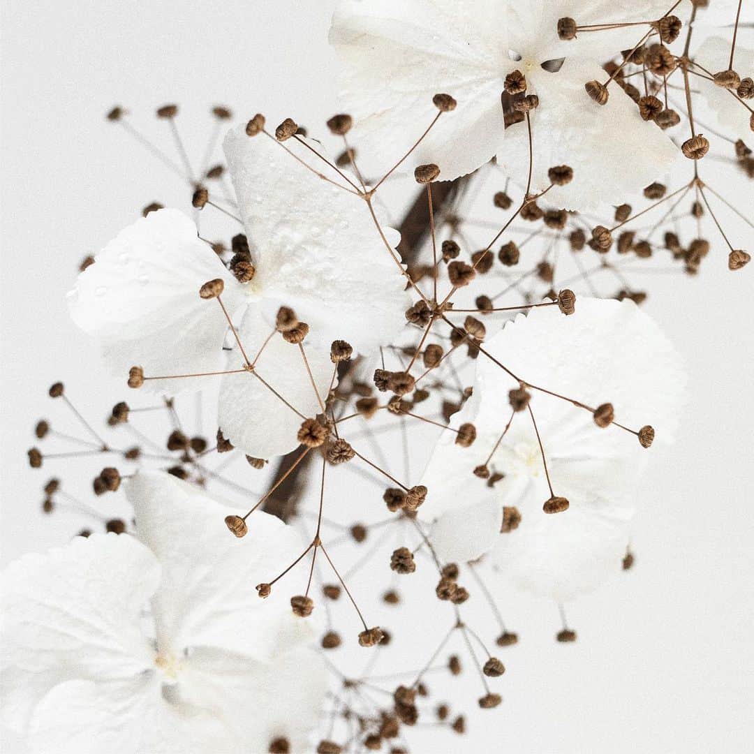 Blue Bottle Coffeeのインスタグラム：「“When I look at flowers, it's like they're magic. Flowers capture my heart and encourage me to explore.” - Sayaka Wada⁠⠀ ⁠⠀ Our Winter Blooms 2020 holiday collection was inspired by the floral artwork of Sayaka Wada. Use our link in bio to learn more.⁠⠀」