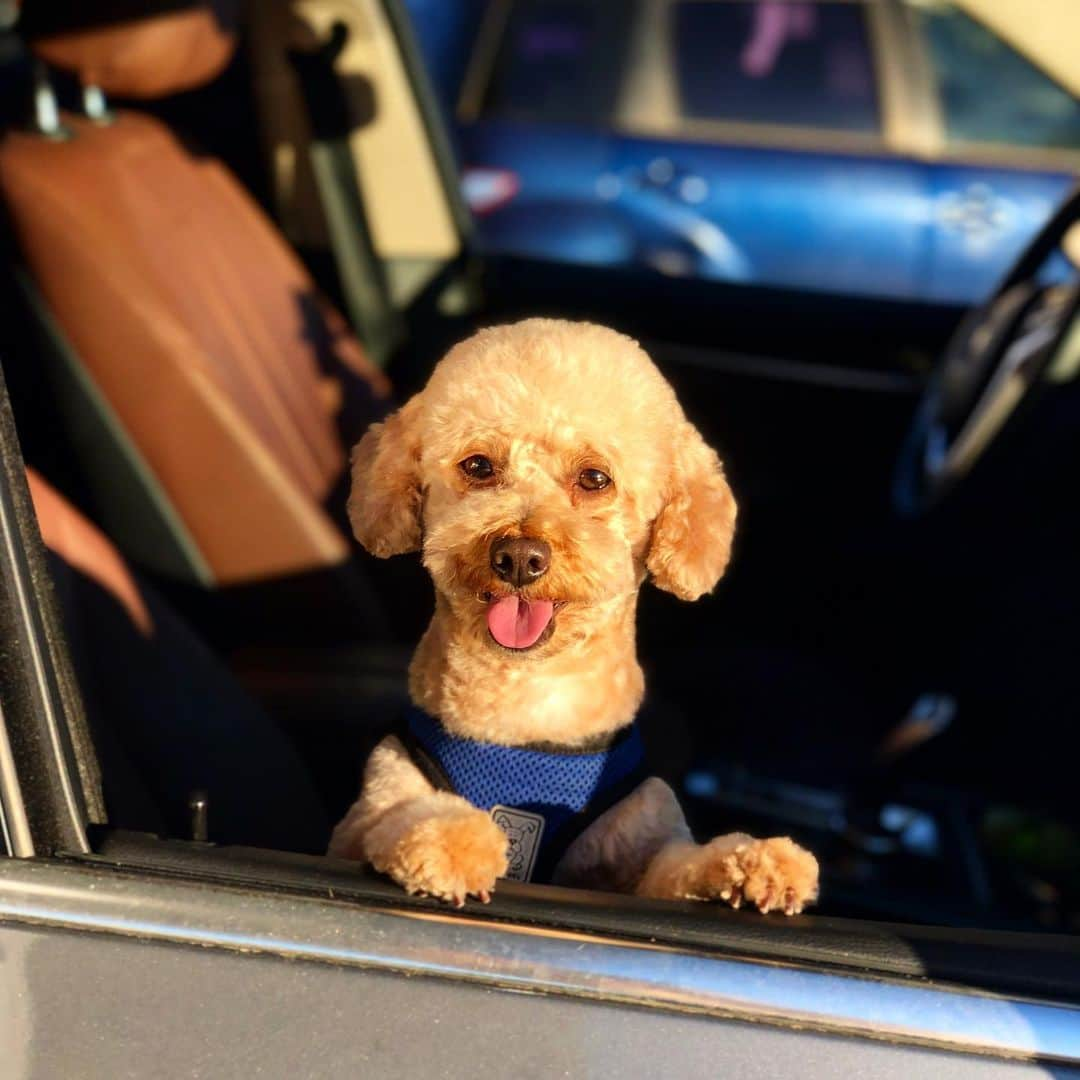 サッシャ・ロイズのインスタグラム：「Happy 4th birthday to this little co-pilot. @berniethepoo」