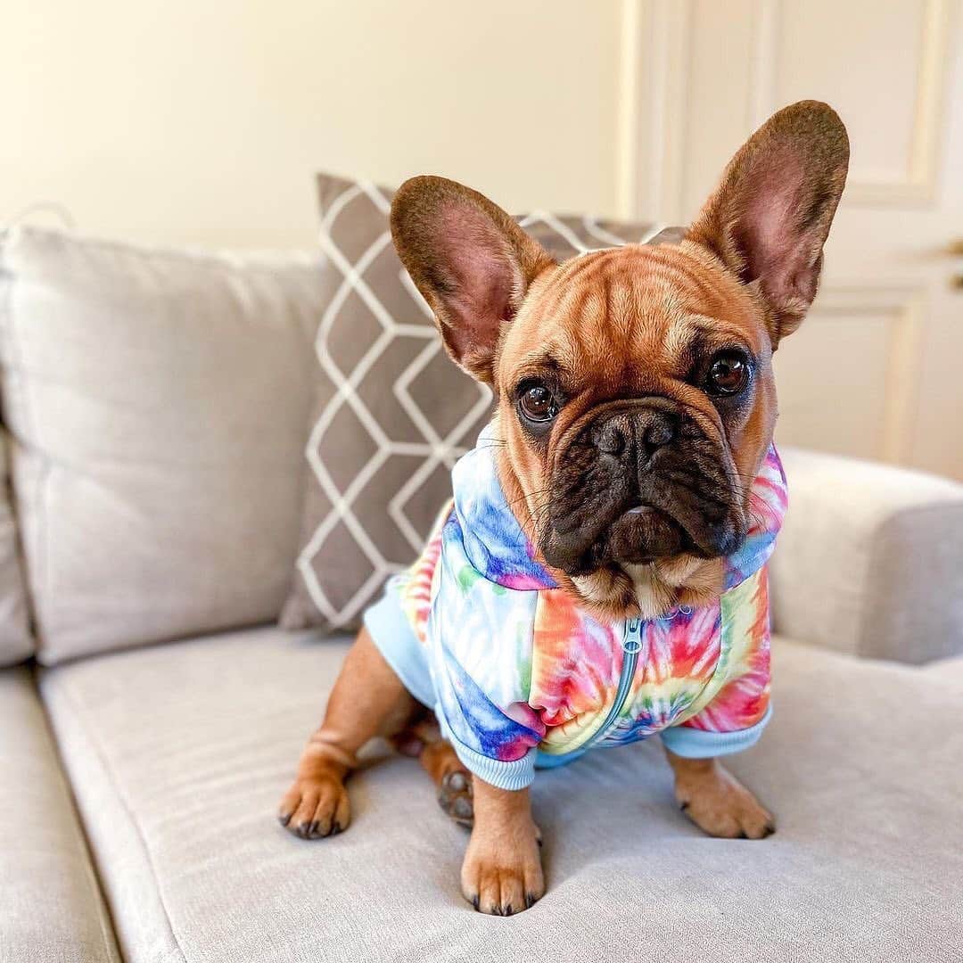Regeneratti&Oliveira Kennelさんのインスタグラム写真 - (Regeneratti&Oliveira KennelInstagram)「What do you guys think of my new  hoodie? 🥺 @_lola_french_  . . . Shop  @frenchie_bulldog ⚡️THE COOLEST⚡️ swag for your pup! 🎁 Get 10% off  with code jmarcoz10 🐾  . #bulldogfrances  #frenchbully #frenchbulldog #frenchie  #frenchielife #frenchies  ##frenchieoftheday #frenchiegram  #frenchiesociety #犬バカ部 #frenchiebulldogfeature  #dogmodel  #犬 #いぬ #成長記録  #ブルドッグ #フレンチブル #フレンチ #ペット #dogsofinstagram #bouledoguefrançais  #cute #fabfrenchies #frenchiesofinstagram  #instapet」11月17日 4時41分 - jmarcoz