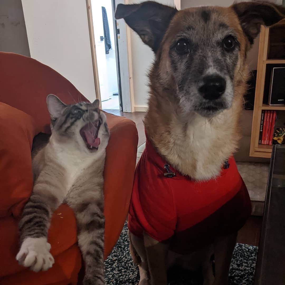 The Cats Of Instagramのインスタグラム：「#Repost • @gilkayo They must be contagious. #yawns #pets #animals #furbabies #sleepy」