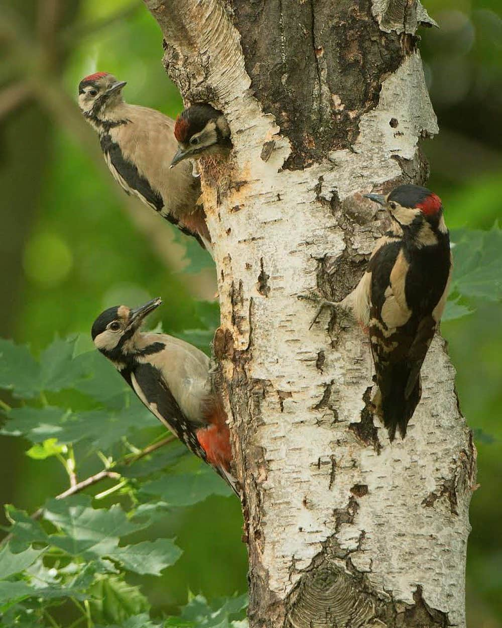 thephotosocietyさんのインスタグラム写真 - (thephotosocietyInstagram)「Photo by @klausnigge When the unlikely happens - Woodpeckers in my backyard  In the midst of neat and tidy neighboring gardens, one day a couple of woodpeckers actually chose my wild garden to raise their young. Early in the morning, I could comfortably climb into a nearby tree and photograph their everyday life. Towards the end of the breeding season, when the chicks were already sticking their heads out of the cave to expect their parents with food, the unlikely happened. One chick looked out of the cave and a sibling, which had already left the nest earlier in the morning, landed in front of the breeding cave. A nice photo. But then mummy came along - and then daddy too - the whole family in front of their home in one frame.  Sometimes you don't have to travel far …  #woodpecker #greatspottedwoodpecker #thephotosociety」11月17日 6時28分 - thephotosociety