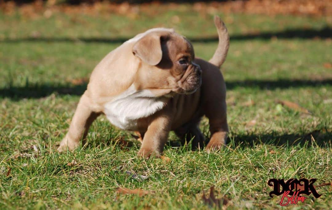 Pit Bull - Fansさんのインスタグラム写真 - (Pit Bull - FansInstagram)「Omg,  look how cute they are! 😍 @dckbullies」11月17日 7時03分 - pitbullsfans__