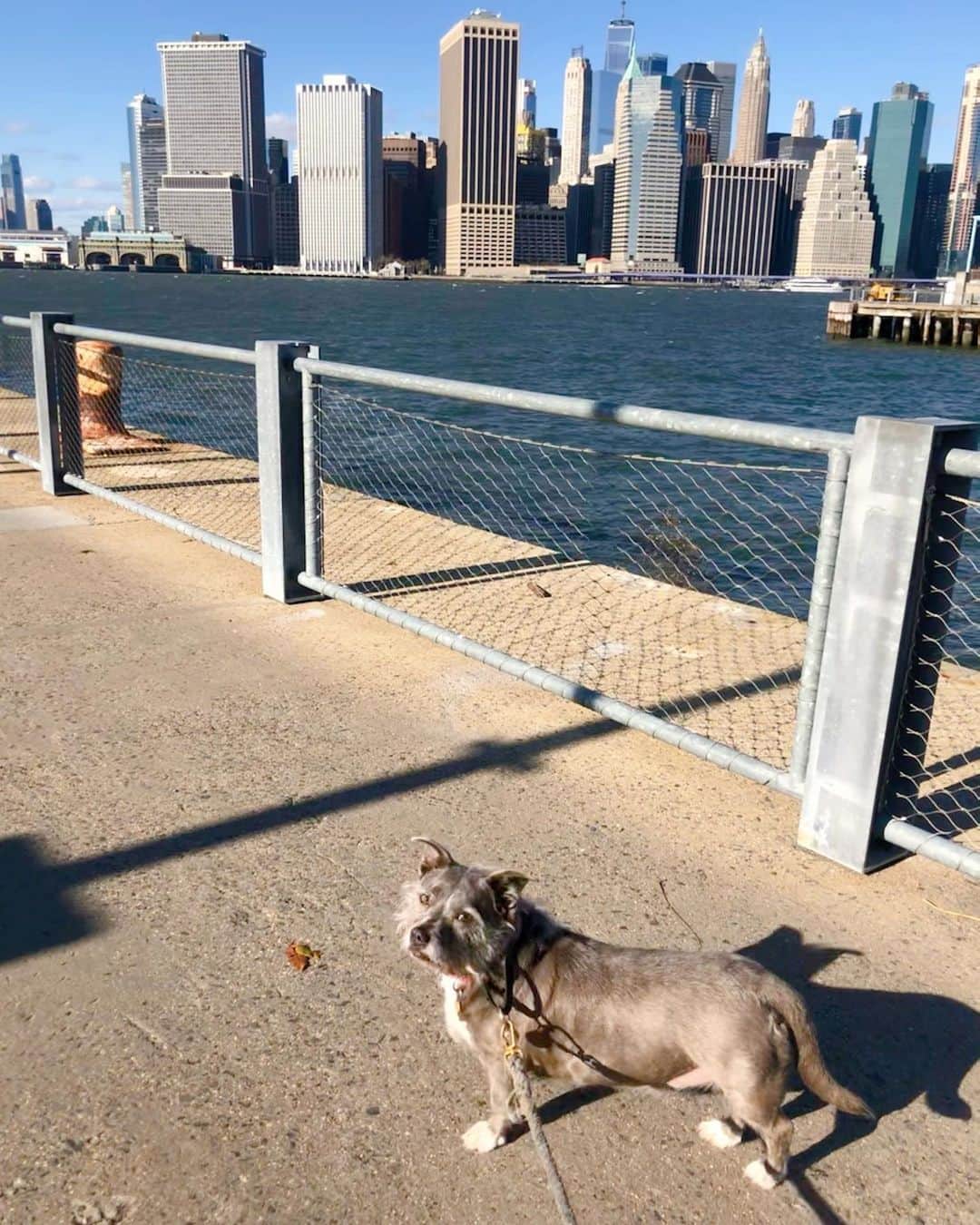 のインスタグラム：「Beautiful pup, beautiful city, beautiful day #Brooklyn」