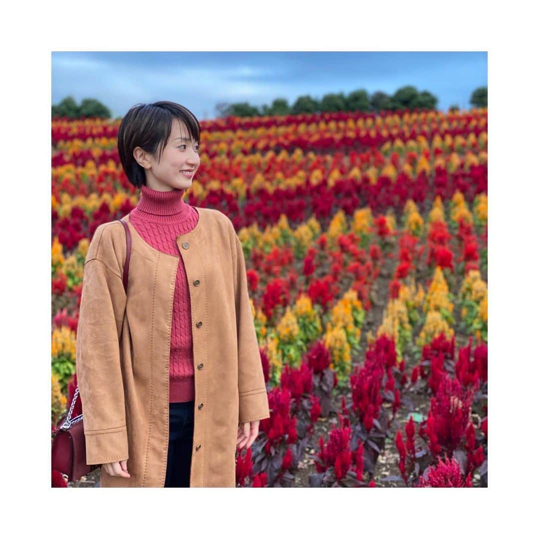のインスタグラム：「いつかのお出かけ。﻿ 車でぴゅっと東京ドイツ村へ。﻿ ﻿ 季節によって全く違う表情を見せてくれて﻿ アクティビティも充実しているのでいつ来ても楽しい...♪*ﾟ﻿ ﻿ 今回は﻿ 綺麗なケイトウの絨毯に魅了されました。﻿ ﻿ ﻿ ﻿ #東京ドイツ村#秋満載﻿ #ケイトウ#花の絨毯﻿」