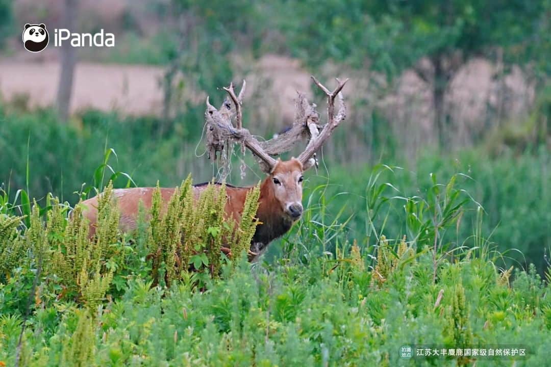 iPandaさんのインスタグラム写真 - (iPandaInstagram)「25 milu deer were released on November 6 in the Dafeng Milu National Nature Reserve in East China's Jiangsu Province. In recent years, China has put a lot of effort into the rescue and protection of endangered species such as Milu deer. ❤️ ❤️ ❤️ #Panda #iPanda #Cute #PandaPic #WildlifeParadise #PandaNews」11月17日 18時36分 - ipandachannel