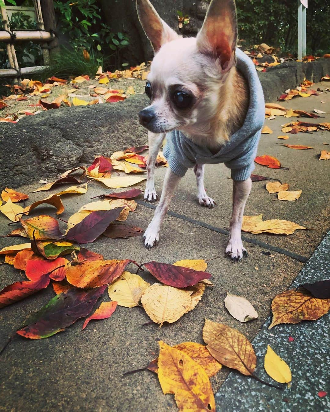 風子のインスタグラム