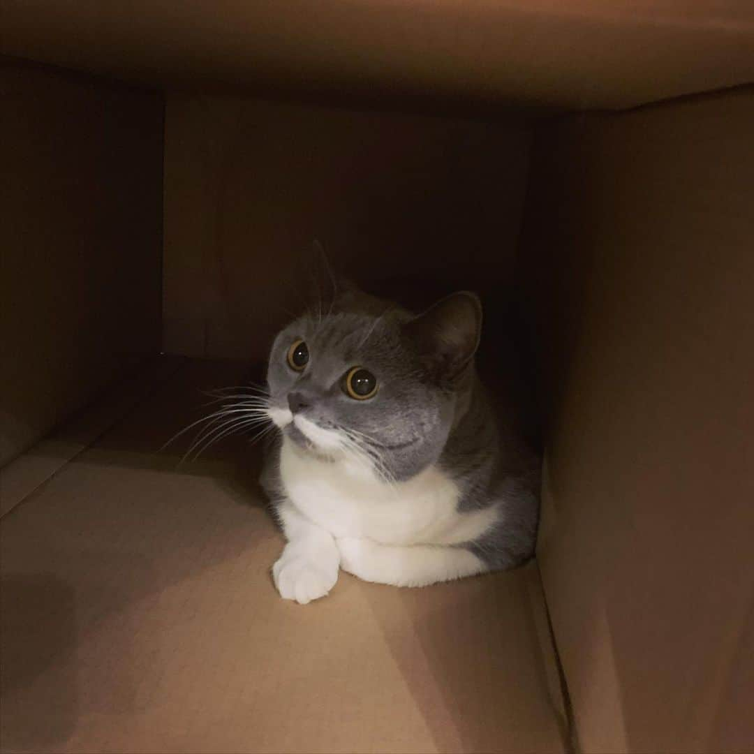 氏原ワタルさんのインスタグラム写真 - (氏原ワタルInstagram)「今日のルル LuLu in the cardboard   #箱入り猫」11月17日 17時30分 - wataru_ujihara