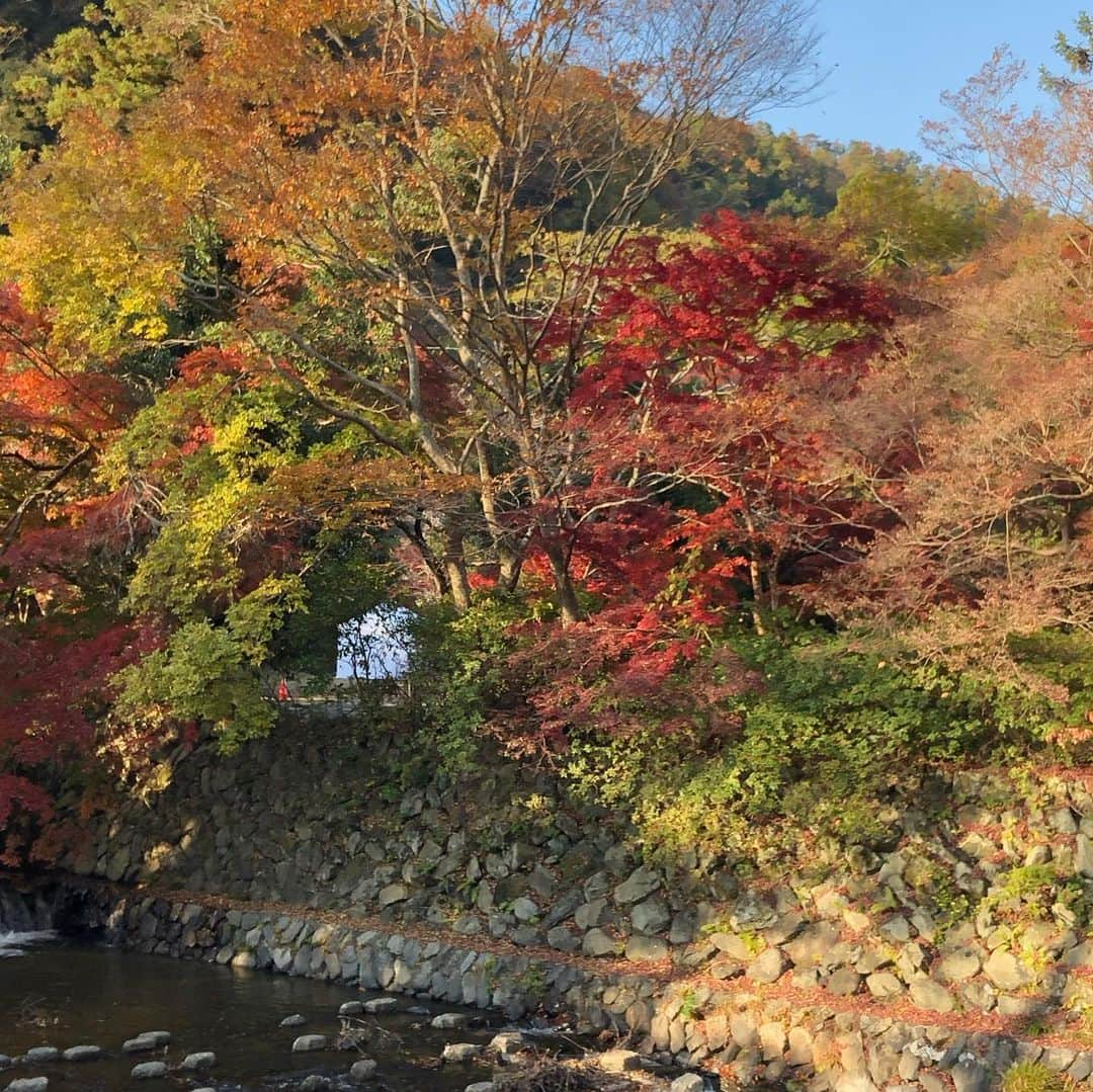 ムッシュピエールさんのインスタグラム写真 - (ムッシュピエールInstagram)「コロナ禍でお客さんが少ないとぼやいているくせに、今日はお仕事サボって #紅葉狩り  #京都 #一乗寺　の  #円光寺　と #瑠璃光院 #秋の特別拝観  #美しい景色 をたまには見ないと #愚痴っぽくなる からね #ばえねらい の一眼レフ構えた若いカメラマンがベストポジションから離れないのはちょいと辟易 #映えハラ やなぁとか思いつつも、仏様に手を合わせてると心が落ち着きます。ちなみに写真の小さな#お地蔵さま は円光寺のお庭を順路にそってぐるっと回ったあと、#枯山水 のお庭に戻る手前にちょこんとおられます。 トレビあんな　#水琴窟 は音を聴いていただきたいなと思ったのでストーリーにあげるざます」11月17日 17時38分 - m.pierr